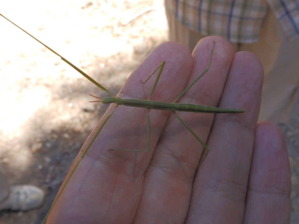 Leptynia attenuata  or Clonopsis gallica